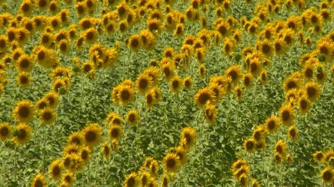 Sunflower field Stock Footage 10751860
