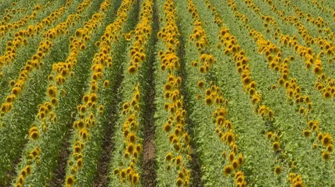 Sunflower field Stock Footage 10751901