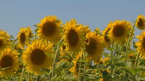 Sunflower field Stock Footage 10751904