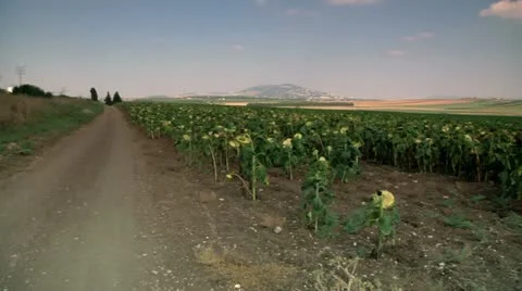 Sunflower Field Stock Footage 10946457
