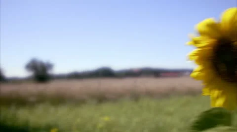 A sunflower on a field Stock Footage