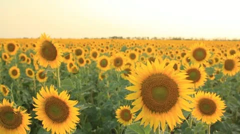 Sunflower on the field Stock Footage 11665498
