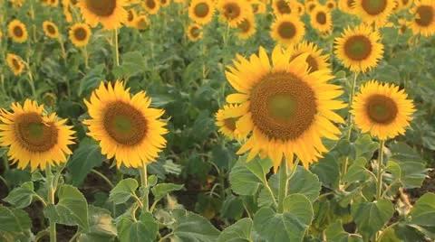 Sunflower on the field Stock Footage 11665604