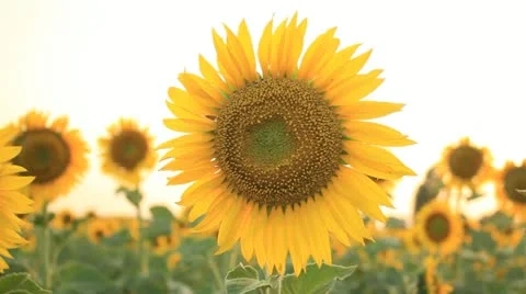 Sunflower on the field Video stock 11665685