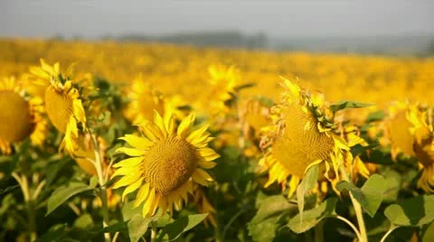 Sunflower field Stock Footage 24654832