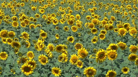 Sunflower field 스톡 동영상 25337645
