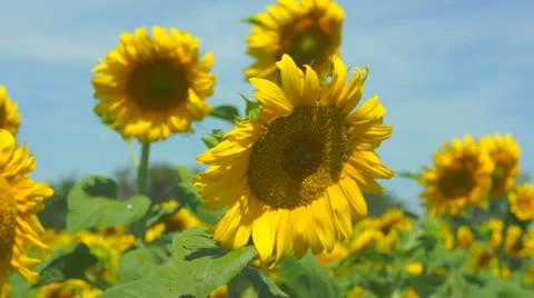 Sunflower field 스톡 동영상 25338124