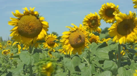 Sunflower field 스톡 동영상 25338281
