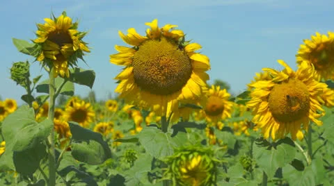 Sunflower field 動画素材 25338462