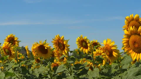 Sunflower field Stock Footage 25338567