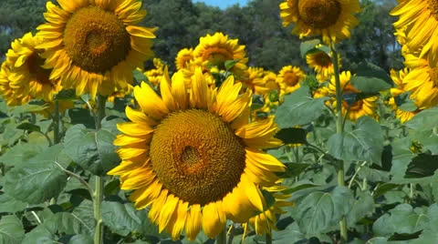 Sunflower field 動画素材 25338729