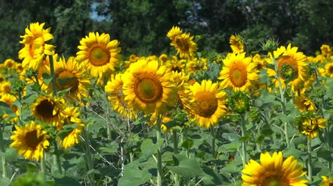 Sunflower field Stock Footage 25339127