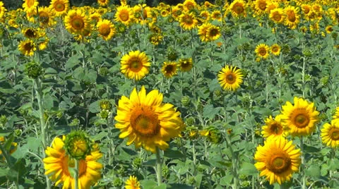Sunflower field Stock-Footage 25340054