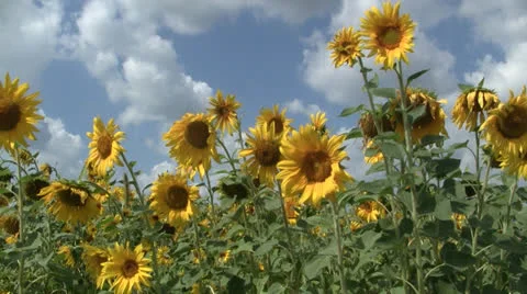 Sunflower field 스톡 동영상 25859532