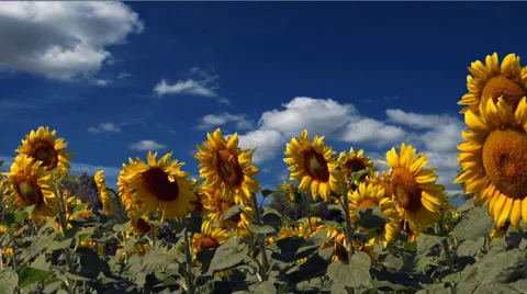 Sunflower field 스톡 동영상 27490642