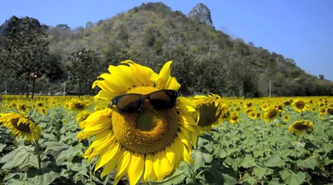 Sunflower field Video stock 38894279