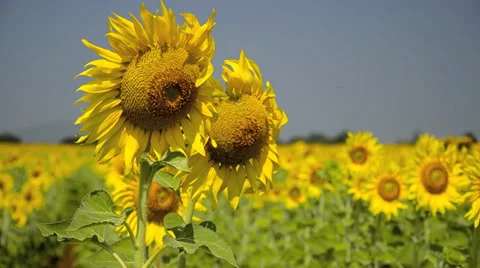 Sunflower field Video stock 38894311