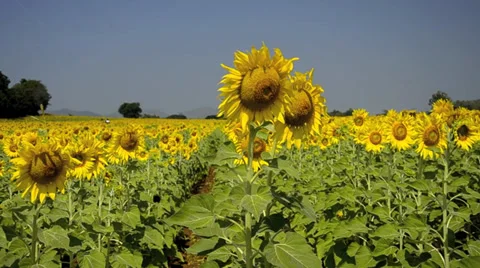 Sunflower field Video stock 38894388