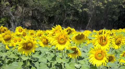 Sunflower field Video stock 38894389