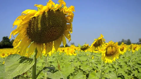 Sunflower field Video stock 38894701