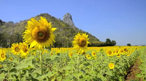 Sunflower field Video stock 38894886