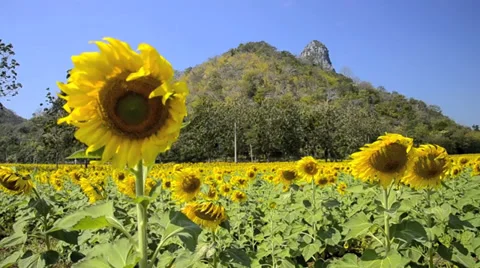 Sunflower field Video stock 38895217