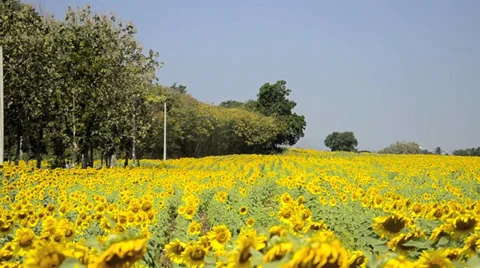 Sunflower field Video stock 38895309