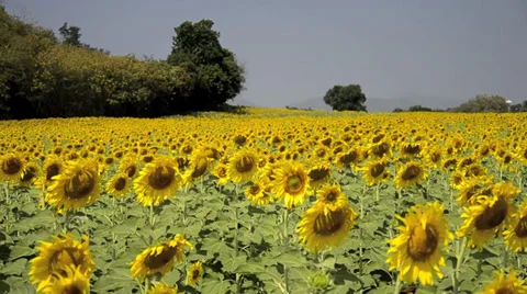 Sunflower field Video stock 38895314
