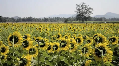 Sunflower field Video stock 38895324