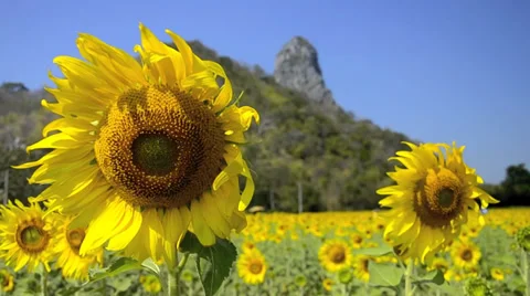 Sunflower field Video stock 38895424