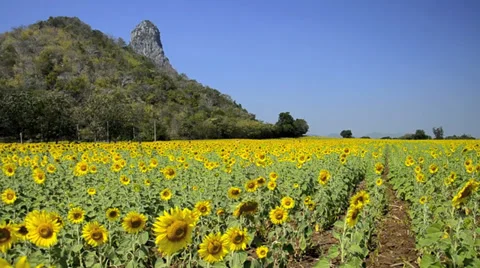 Sunflower field Video stock 38895426
