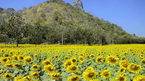 Sunflower field Video stock 38895430