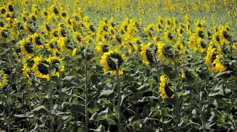 Sunflower field Video stock 38895469