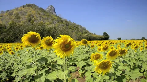 Sunflower field Video stock 38895499