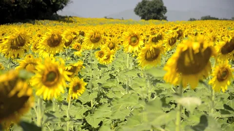 Sunflower field Video stock 38895519