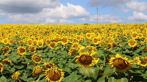Sunflower field 스톡 동영상 39827298