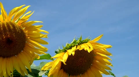 Sunflower field Stock Footage 40539967
