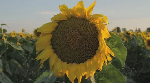 Sunflower Field 스톡 동영상 41375629