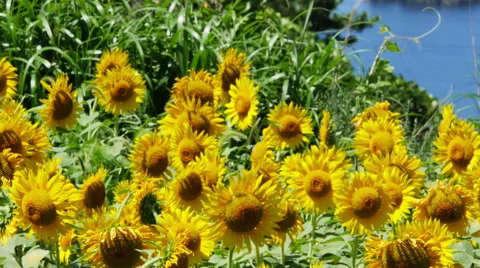 Sunflower field Stock Footage 48985825