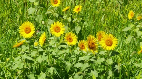 Sunflower field Stock Footage 48985890