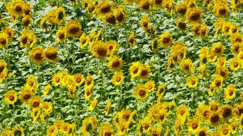 Sunflower field Vídeos de archivo 48986057