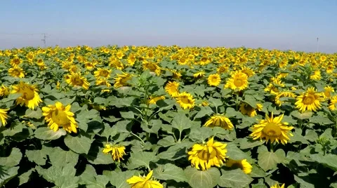 Sunflower field Stock-Footage 50279000