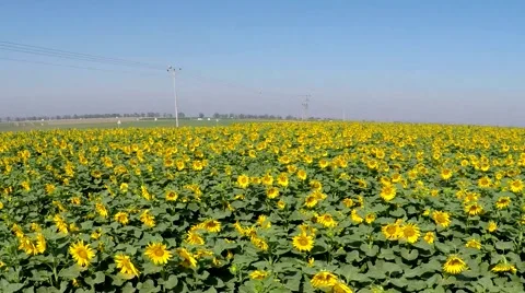 Sunflower field Stock Footage 50378134