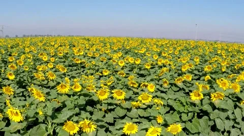 Sunflower field Stock Footage 50409959