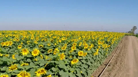 Sunflower field Video stock 50410366