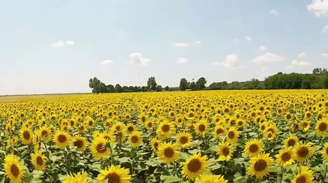 Sunflower field Stock Footage 51749449