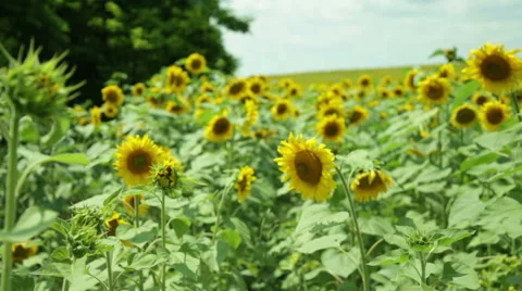 Sunflower field Stock Footage 53065709