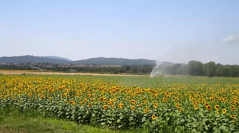 Sunflower field Stock Footage 53290513