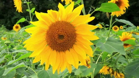 Sunflower in the field Stock Footage 55188067