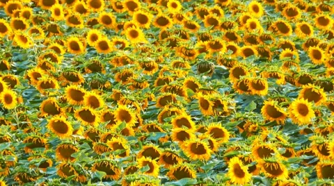 Sunflower field 库存影片 58358766